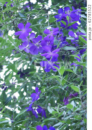 植物写真　ノボタン　温室の熱帯植物ノボタンの花 62785522