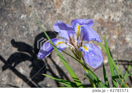 寒菖蒲 寒菖蒲 62785571