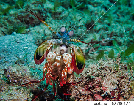 生物 クリーチャー 生き物 62786124