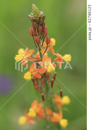 ハナアロエ　 クローズアップ　 62786125