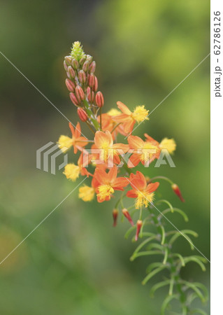 ハナアロエ　 クローズアップ　 62786126