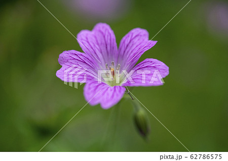 フウロソウ フウロソウ 62786575