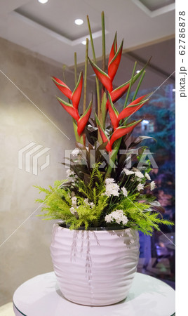 Blossoming Natural Strelitzia Flower (Bird of Paradise Flower, Crane Lily, Crane Flower) in a vase 62786878