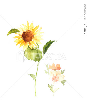 透明水彩 水彩画 花 62786988