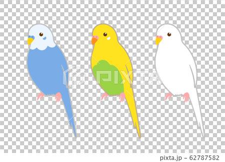 セキセイインコ 62787582