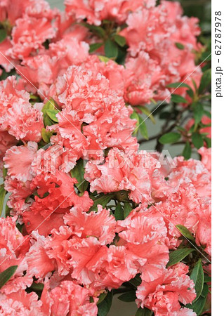 アザレア エリシュームの写真素材