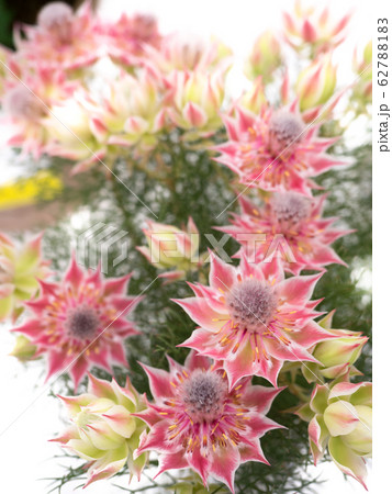 セルリア 62788183