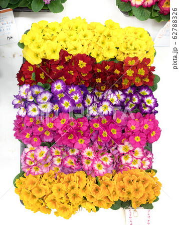 プリムラの花苗 プリムラの花苗 62788326
