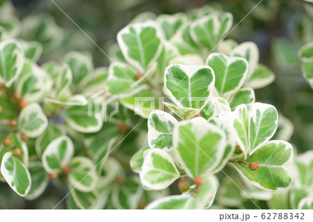Ficus deltoidea white green leaves plant  62788342