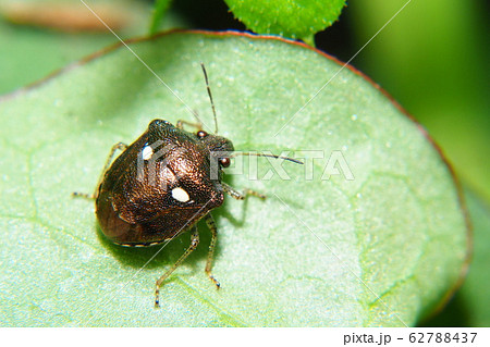 ムラサキシラホシカメムシ ムラサキシラホシカメムシ 62788437