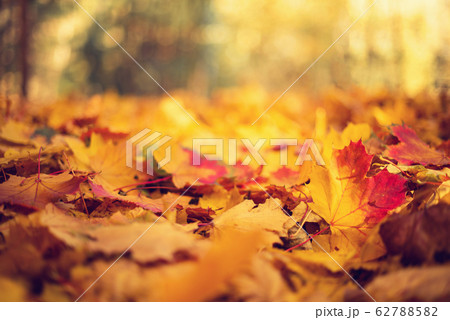 Autumn leaves background. Yellow maple leaf over blurred texture with copy space. Concept of fall season. Golden autumn card Autumn leaves background. Yellow maple leaf over blurred texture with copy space. Concept of fall season. Golden autumn card 62788582