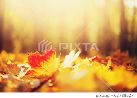 Autumn maple leaves in sunlights, sunny bokeh. Beautiful nature background with forest ground. Banner. Concept of fall season. Golden autumn card 62788627