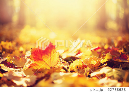 Autumn leaves background. Yellow maple leaf over blurred texture with copy space. Concept of fall season. Golden autumn card Autumn leaves background. Yellow maple leaf over blurred texture with copy space. Concept of fall season. Golden autumn card 62788628