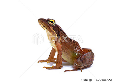 ニホンアカガエル 日本赤蛙 ニホンアカガエル 日本赤蛙 62788728