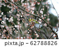 メジロと梅の花 62788826
