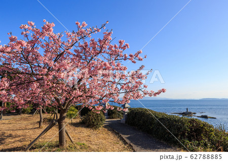 朝陽を浴びて咲く河津桜 62788885