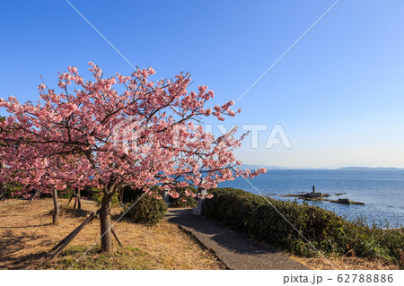 朝陽を浴びて咲く河津桜 62788886