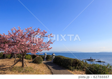 朝陽を浴びて咲く河津桜 62788887