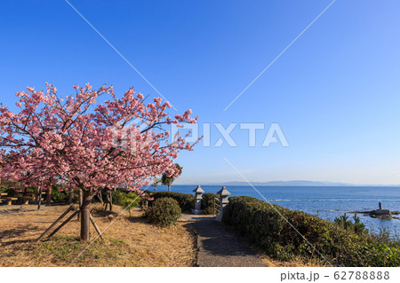 朝陽を浴びて咲く河津桜 62788888