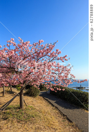 朝陽を浴びて咲く河津桜 62788889