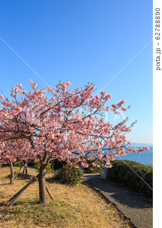 朝陽を浴びて咲く河津桜 62788890