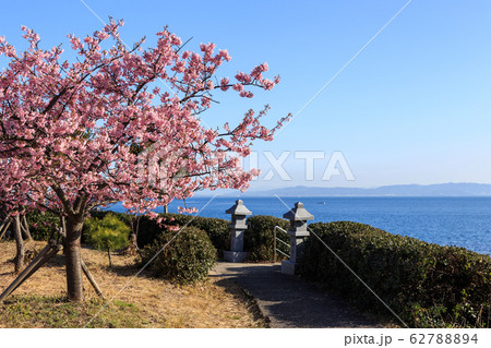 朝陽を浴びて咲く河津桜 62788894