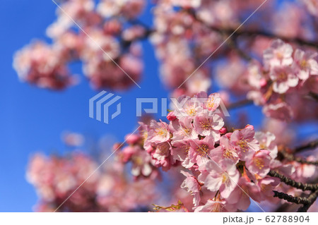 朝陽を浴びて咲く河津桜 62788904