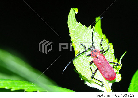 ベニカミキリ 62790518