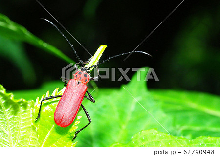 ベニカミキリ 62790948