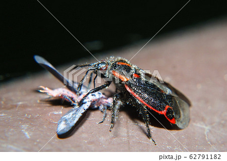 カイガラツヤカスミカメ(捕食中) カイガラツヤカスミカメ(捕食中) 62791182