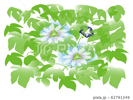 緑のカーテン パッションフルーツ花 のイラスト素材