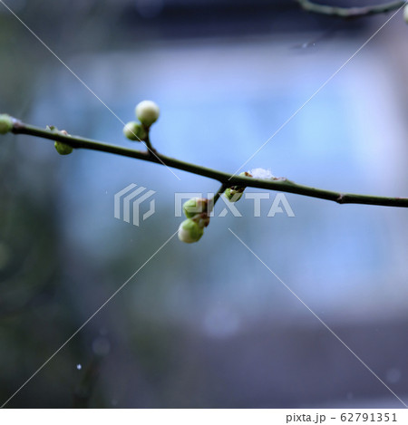 花びら 葉 春 62791351