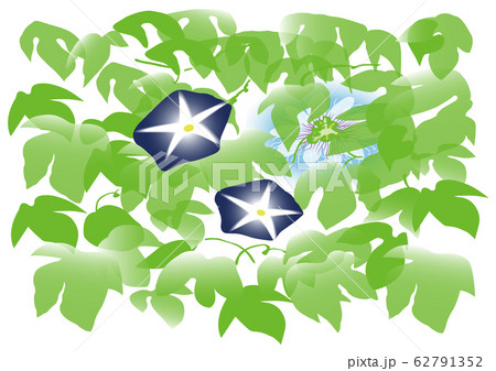 緑のカーテン 朝顔 のイラスト素材