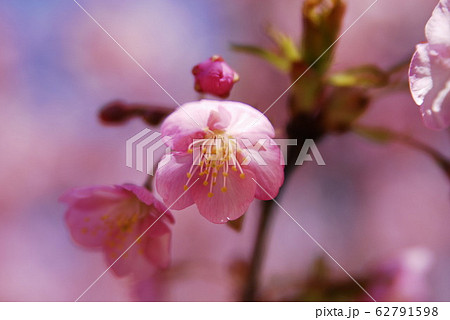 河津桜 62791598