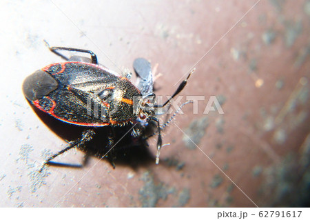 カイガラツヤカスミカメ カイガラツヤカスミカメ 62791617