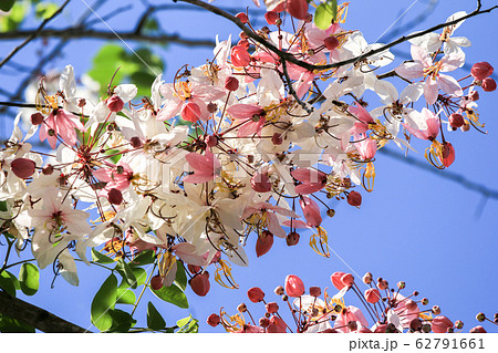 Beautiful flowers Beautiful flowers 62791661