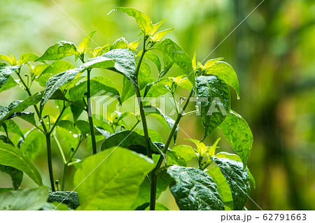 The chilli plant is growing The chilli plant is growing 62791663