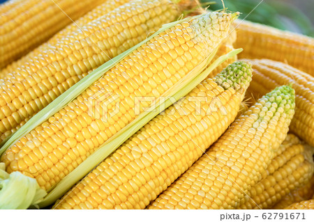 Closeup texture group of corn 62791671