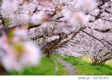 桜道 絶景 桜 船橋 長津川調整池  春 千葉  祭り 千葉県 関東 62792407