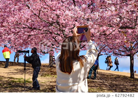 河津桜に集まる人々 62792482