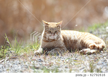 河原の土手でひなたぼっこする猫 62792616