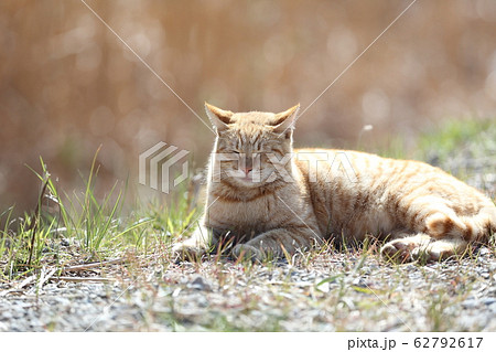 河原の土手でひなたぼっこする猫 62792617