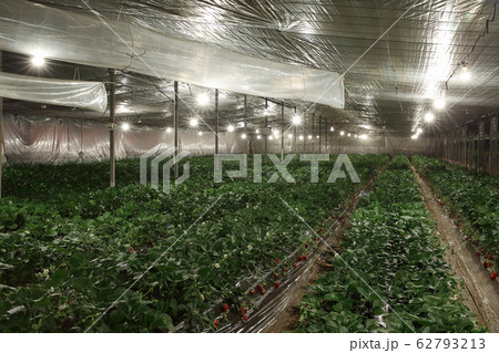 夜のいちご生産ビニールハウス(とちおとめ、2月) 夜のいちご生産ビニールハウス(とちおとめ、2月) 62793213