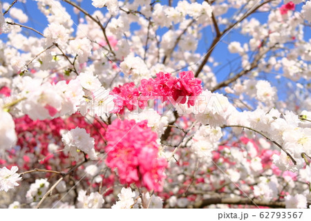 ハナモモ 花桃 お花 春 木 散歩 綺麗 樹木 白い花 赤 ピンクの写真素材