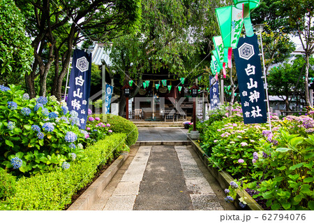 東京 白山神社　参道の満開のアジサイ 62794076