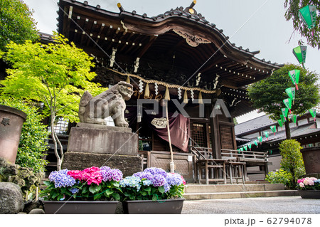 東京 白山神社　本殿とアジサイ 62794078