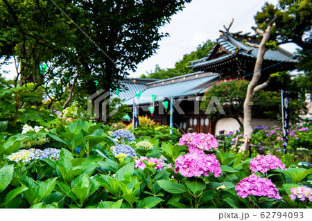 東京 白山神社　アジサイと本殿 62794093