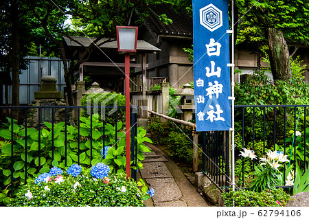 東京 白山神社 境内の満開のアジサイ 東京 白山神社 境内の満開のアジサイ 62794106