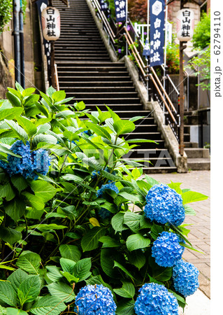 東京 白山神社 境内入り口とアジサイ 東京 白山神社 境内入り口とアジサイ 62794110