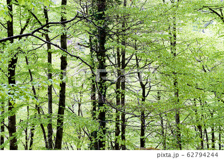 foliage in the forest in french countryside 62794244